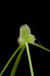 Low spikesedge